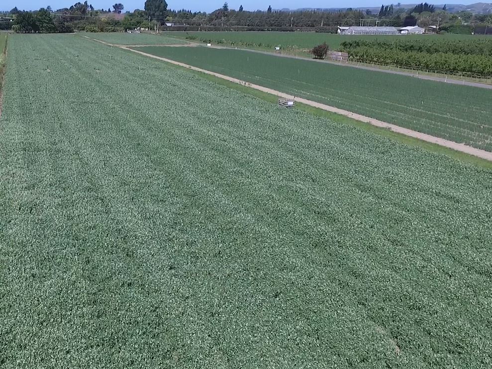 Variable coulter depth at planting leads to smaller canopy and delayed flowering
