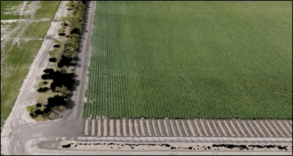 3D model of cotton crop generated by RPAS and photogrammetry software