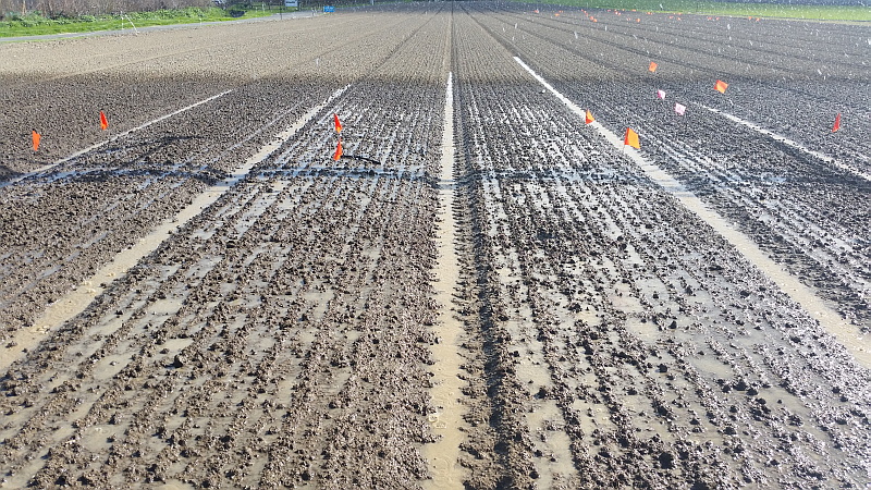 Artificial heavy rain event applied after planting and before emergence