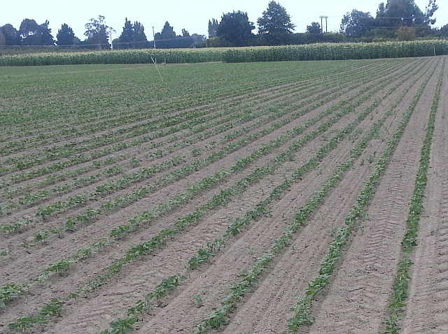 Beans and corn 20140225_151757