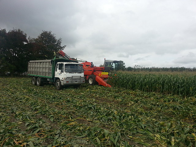 CornHarvest20140410_124642