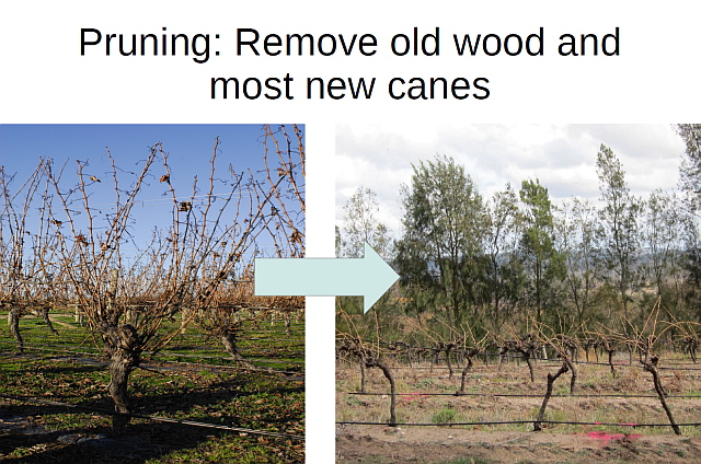 Cane pruning a vine requires detailed recognition and selection