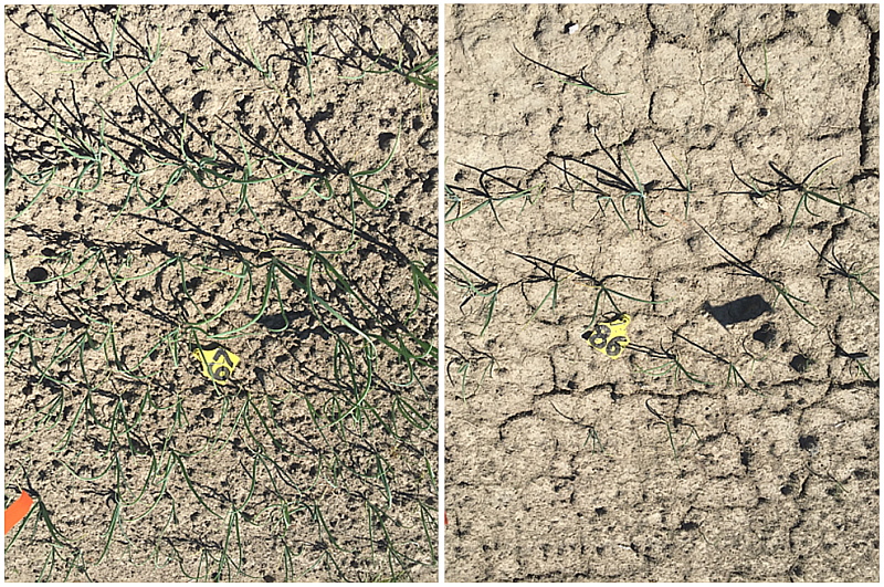 The lasting effect of a heavy (artificial) rain event pre-emergence (right panel) shows low population and poor growth compared to areas without heavy rain (left panel)