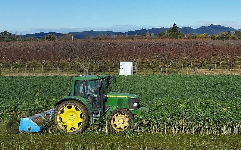 Mulching mustard - reasonable biomass, but some insect damage reducing leaf mass