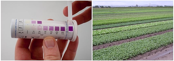 Norris NTestStrip