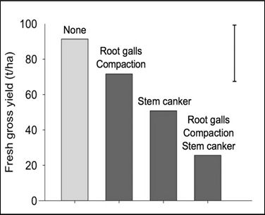 Figure 1 Final yields from groups of individual plants that were: both healthy and growing in compaction-free soils (yellow bar); had soil compaction together with Spongospora (root galls); had severe Rhizoctonia stem canker; had both diseases and were growing in compacted soils